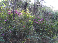 Rhododendron × pulchrum, photograph (c) Shaun Swanepoel, some rights reserved (CC BY)
