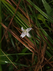 Campanula aparinoides