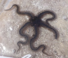Ophiothrix