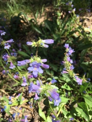 Penstemon