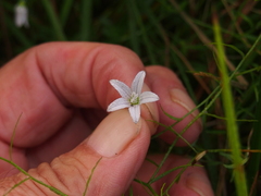 Campanula aparinoides