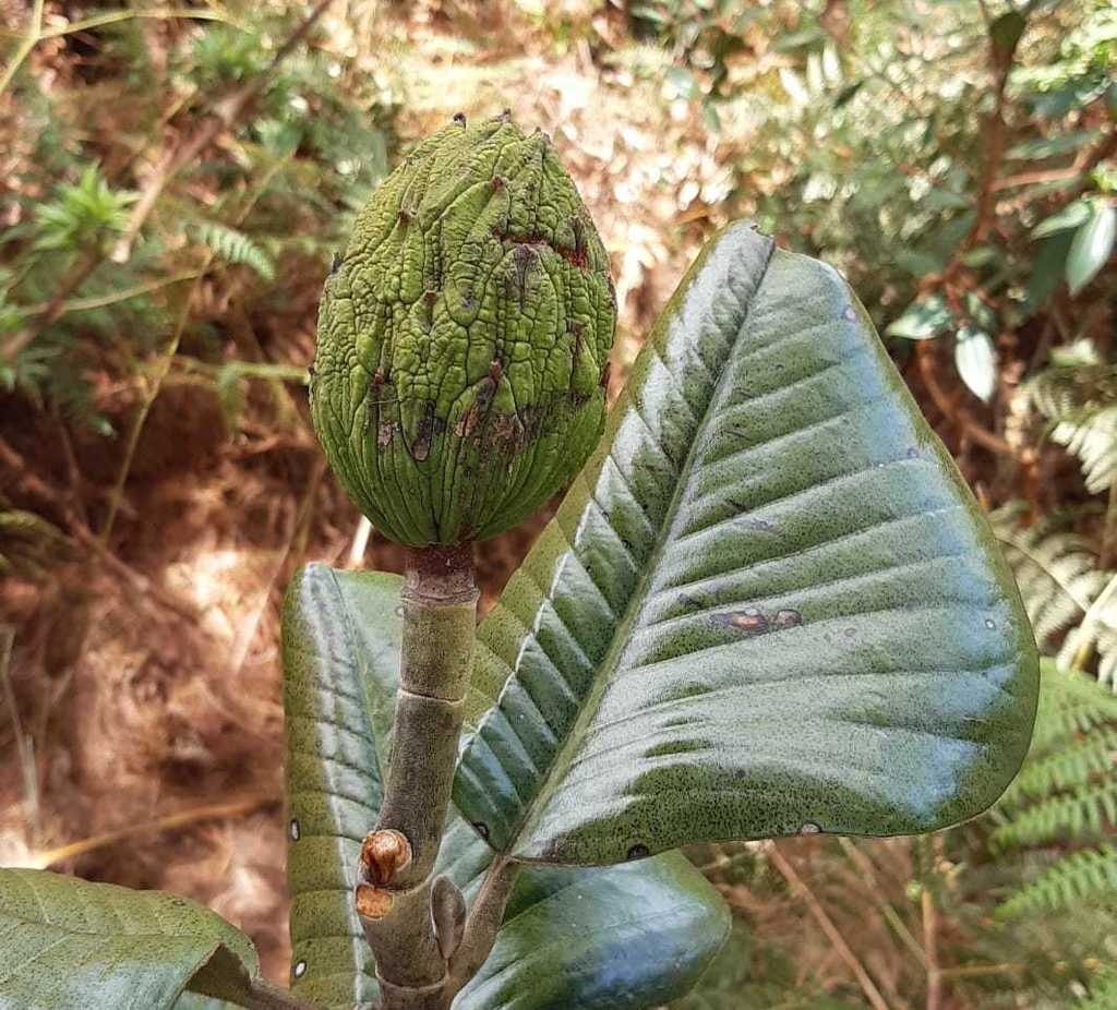 Magnolia yarumalensis