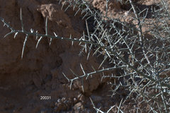 Sarcomphalus obtusifolius canescens