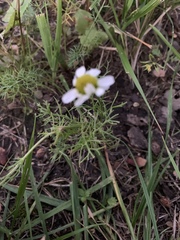 Tripleurospermum inodorum