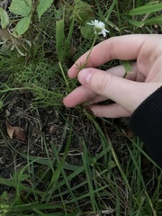 Tripleurospermum inodorum