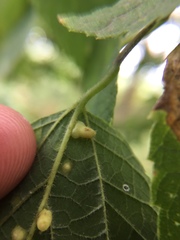 Celticecis pyriformis