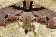 Adhemarius gannascus