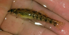 Etheostoma coosae