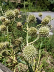 Eryngium yuccifolium