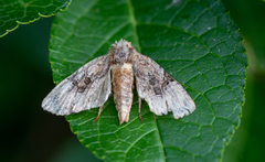 Oligia modica