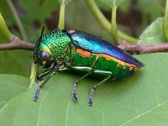 Sternocera