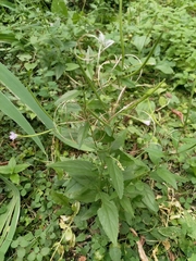 Epilobium roseum