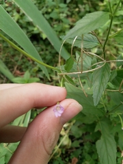 Epilobium roseum