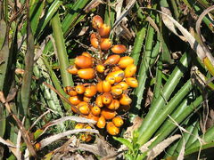 Bromelia antiacantha
