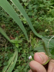 Epilobium roseum