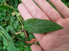 Epilobium roseum