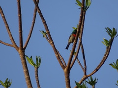 Cinnyris chalybeus subalaris