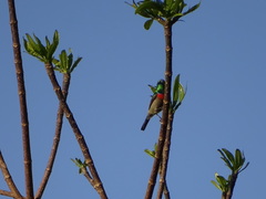 Cinnyris chalybeus subalaris