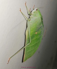 Phyllopterini