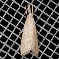 Diatraea evanescens