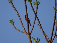 Cinnyris chalybeus subalaris