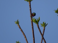 Cinnyris chalybeus subalaris