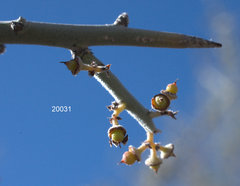 Sarcomphalus obtusifolius canescens