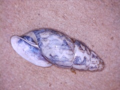 Drymaeus flexuosus