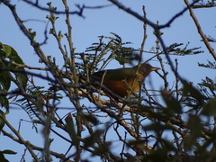 Turdus olivaceus pondoensis