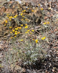 Eriophyllum lanatum achilleoides