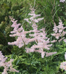 Astilbe formosa