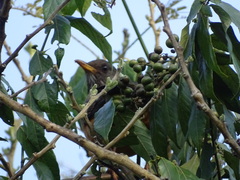 Turdus olivaceus pondoensis