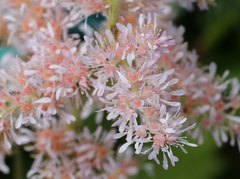 Astilbe formosa