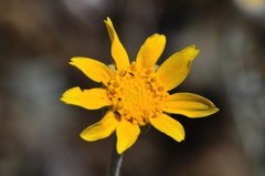 Eriophyllum lanatum achilleoides