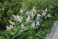Astilbe formosa