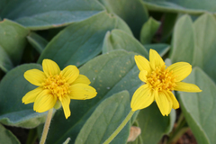 Arnica nevadensis