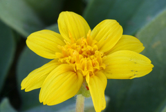Arnica nevadensis