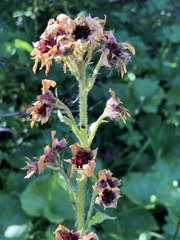 Boykinia richardsonii