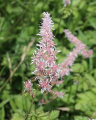 Astilbe formosa