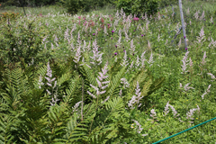 Astilbe formosa