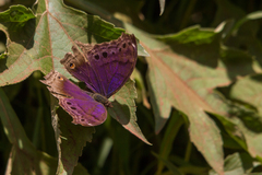 Protogoniomorpha temora