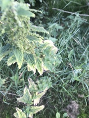Urtica dioica
