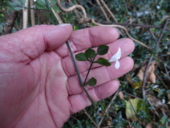 Hypoestes triflora