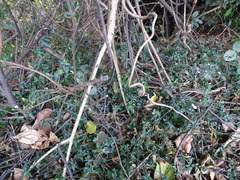 Hypoestes triflora