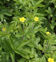 Potentilla cryptotaeniae