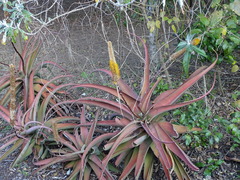 Aloe spicata