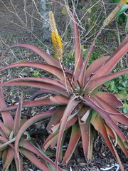 Aloe spicata