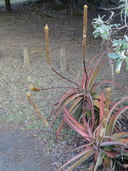 Aloe spicata
