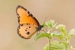Danaus chrysippus dorippus