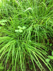 Carex prasina